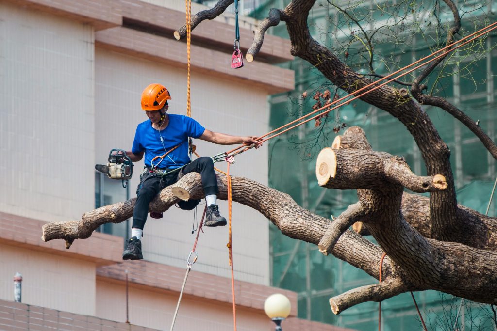 Tree Removal Services in Stockport: Safe, Professional, and Reliable Tree Care