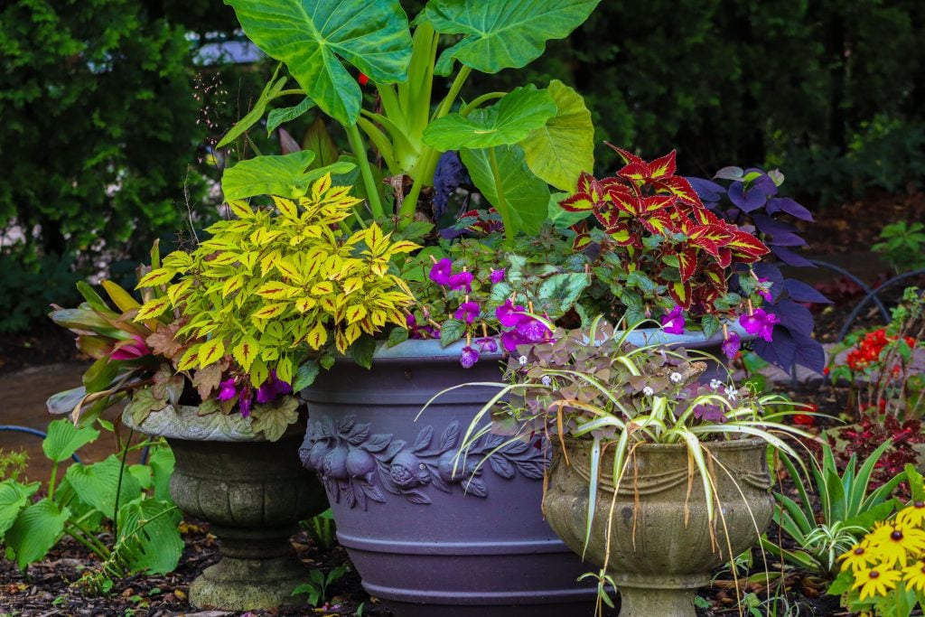 Creating a Shady Container Garden