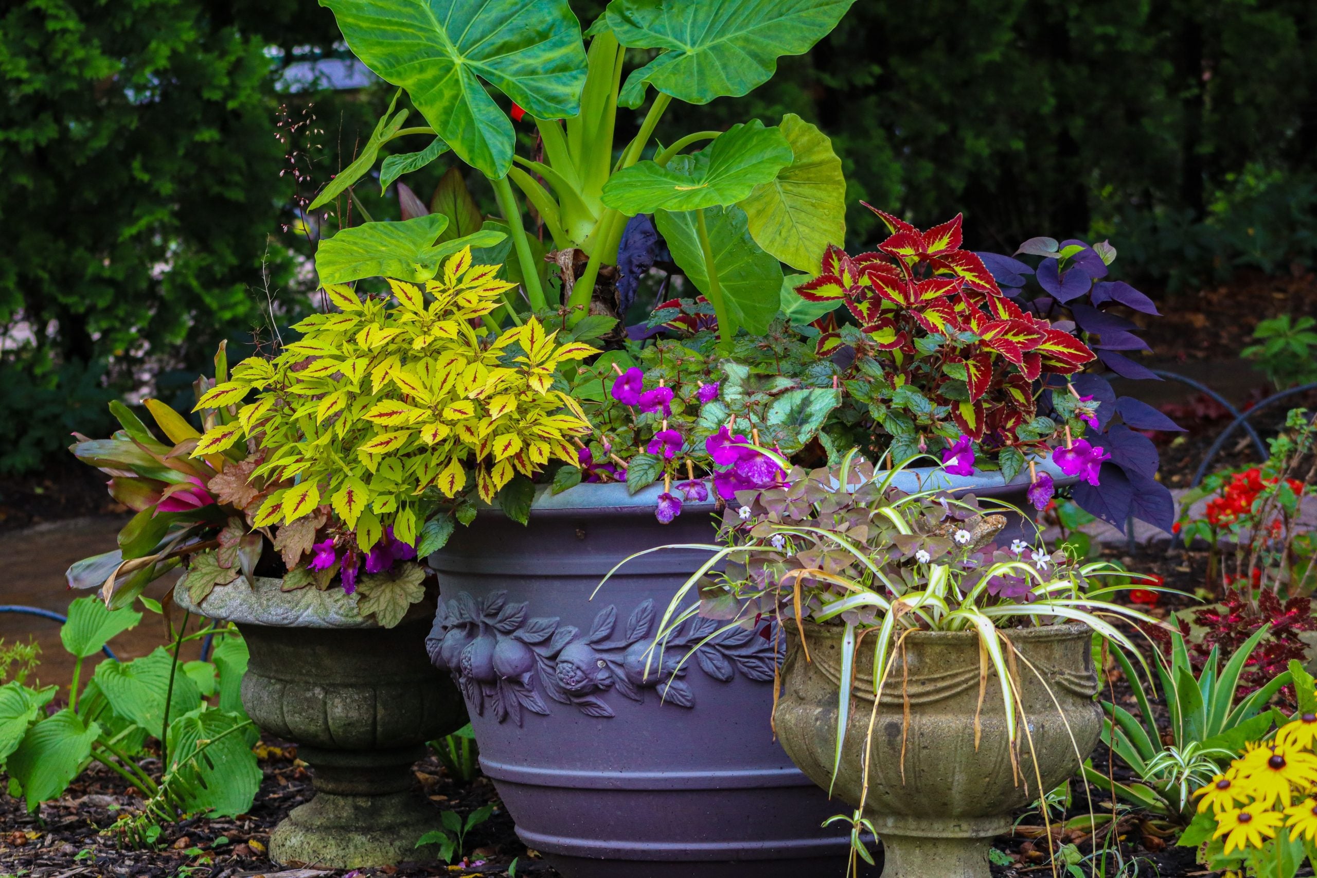 Creating a Shady Container Garden