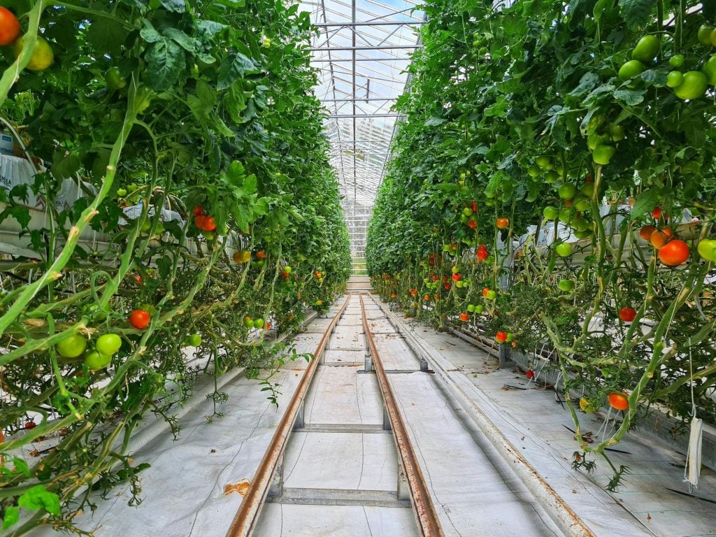 How to Build a Smart Greenhouse for Your Tomatoes