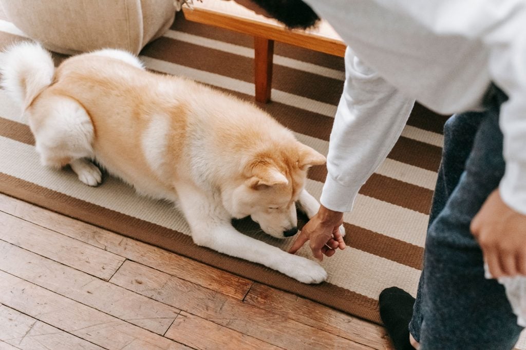 carpet grime
