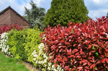 Photinia Red Robin Height and Spread