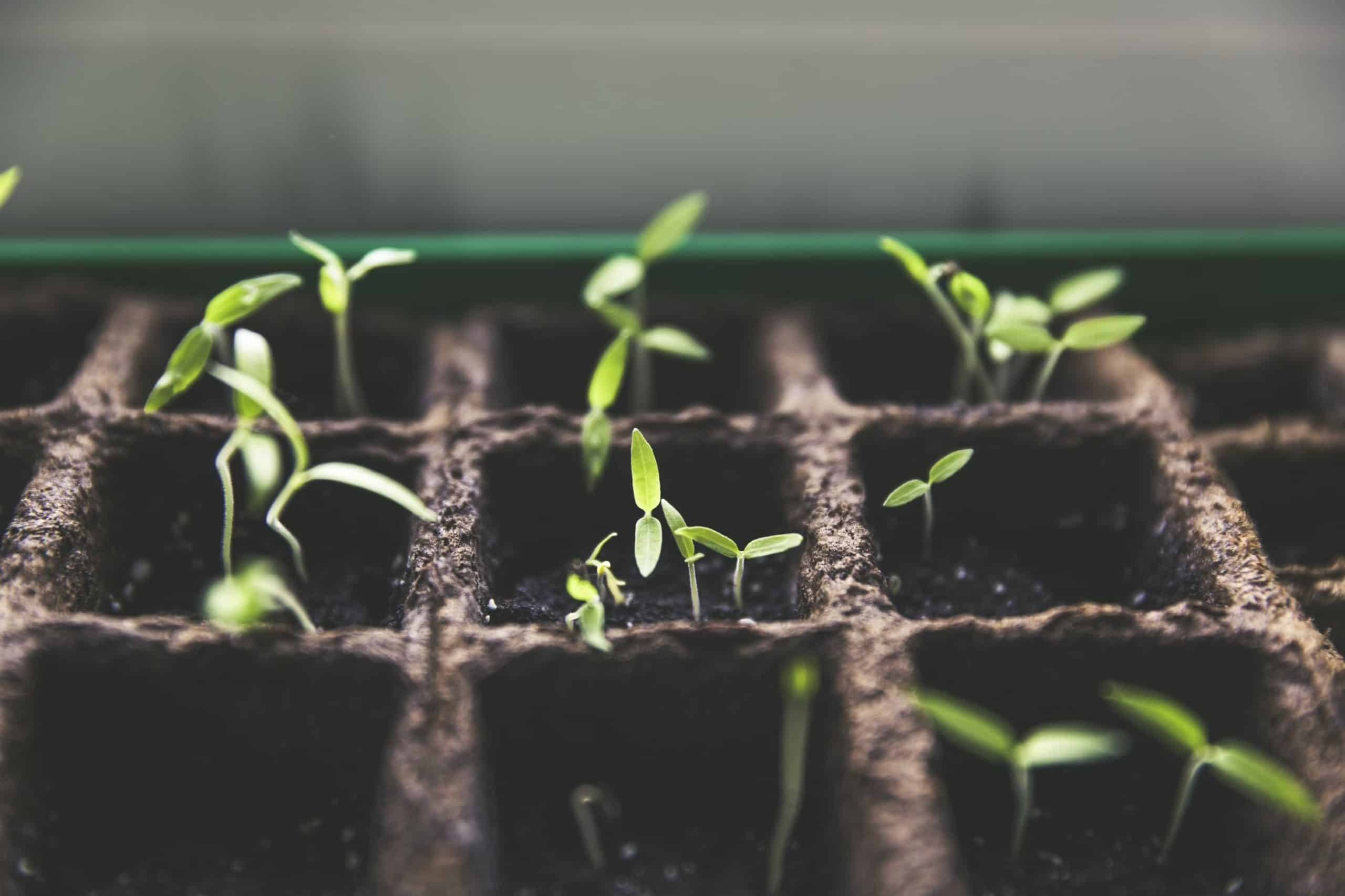 Patience and Resilience: The Hallmarks of a Successful Hobby