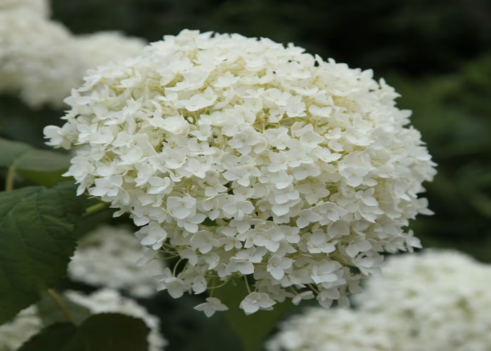 Hydrangea