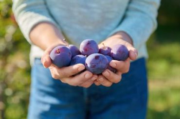Best Plums to Eat Raw?