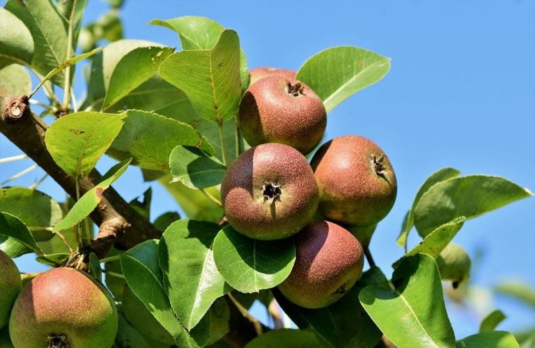 The Great British Apple