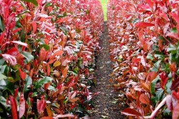 Red Robin Photinia Deficiencies