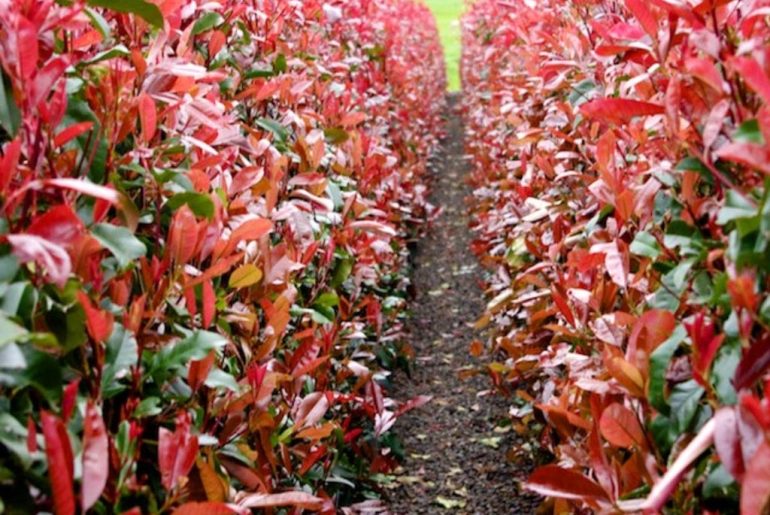 Red Robin Photinia Deficiencies