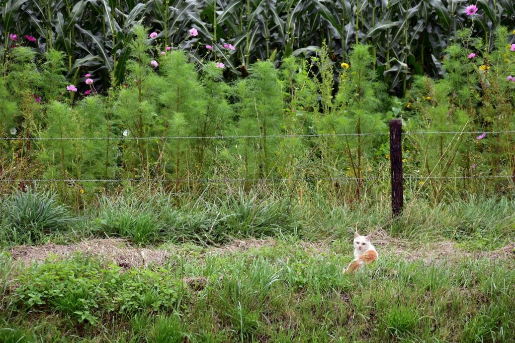 Sustainable Weed Control: Moving Beyond Chemicals to Protect Our Environment