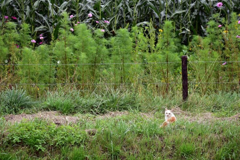 Sustainable Weed Control: Moving Beyond Chemicals to Protect Our Environment