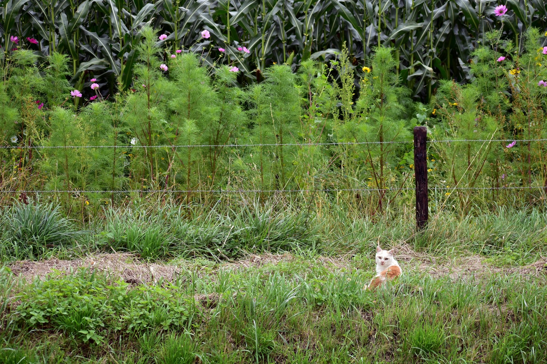Sustainable Weed Control: Moving Beyond Chemicals to Protect Our Environment