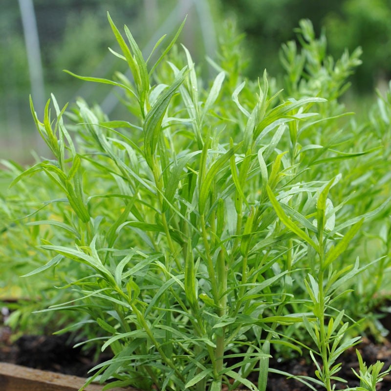 tarragon