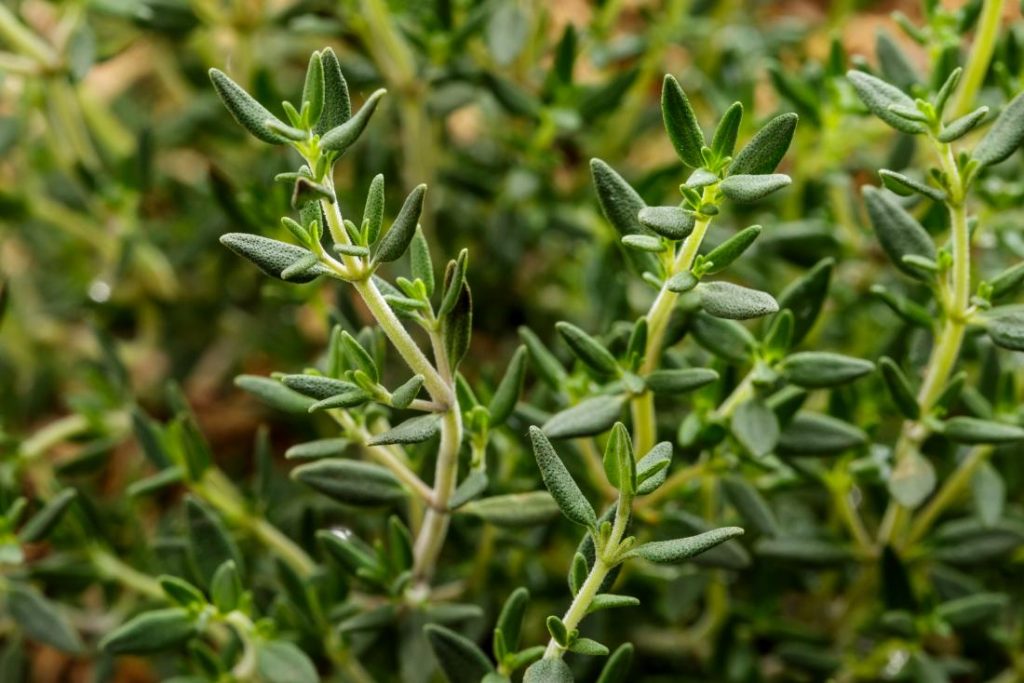 thyme-1