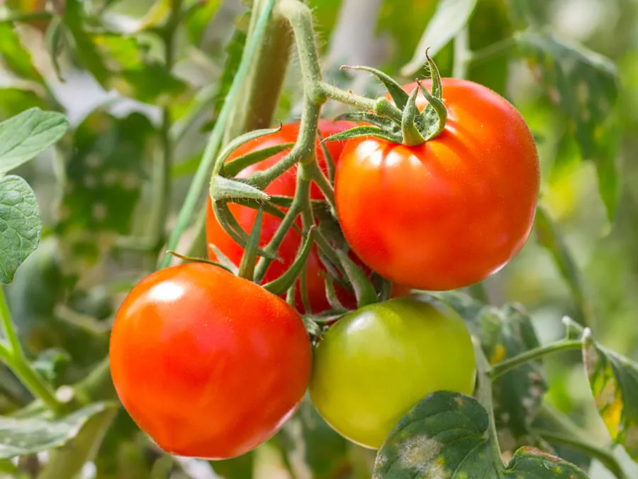 tomatoes-tomato-plant-Fruit-vegetable