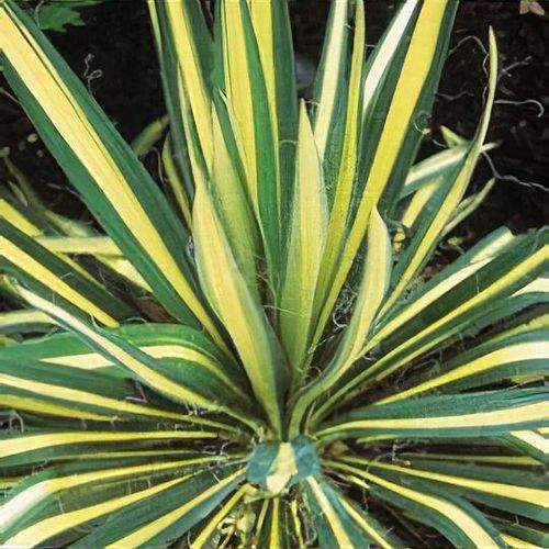 Yucca Flaccid