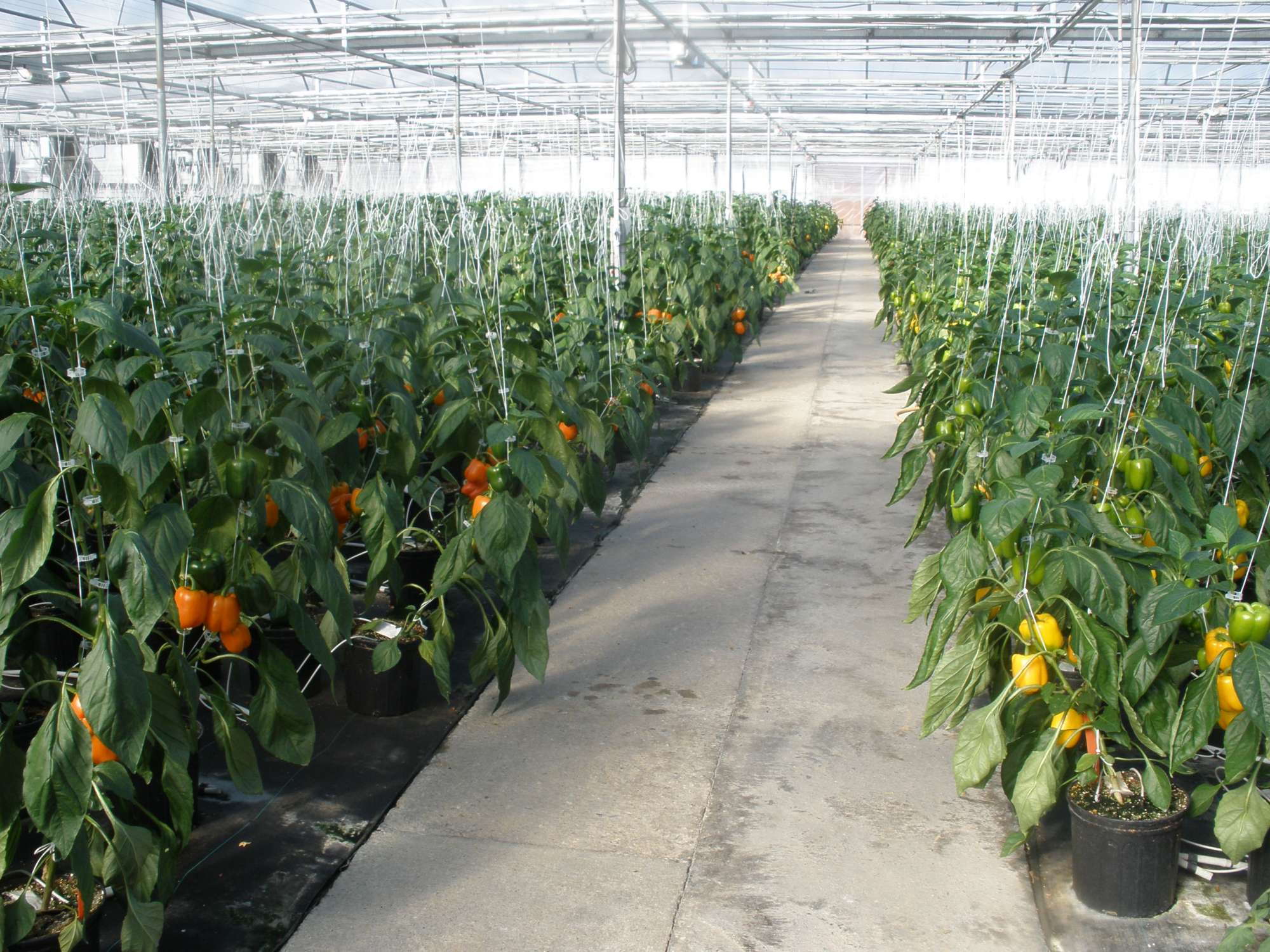 vegetables in greenhouse