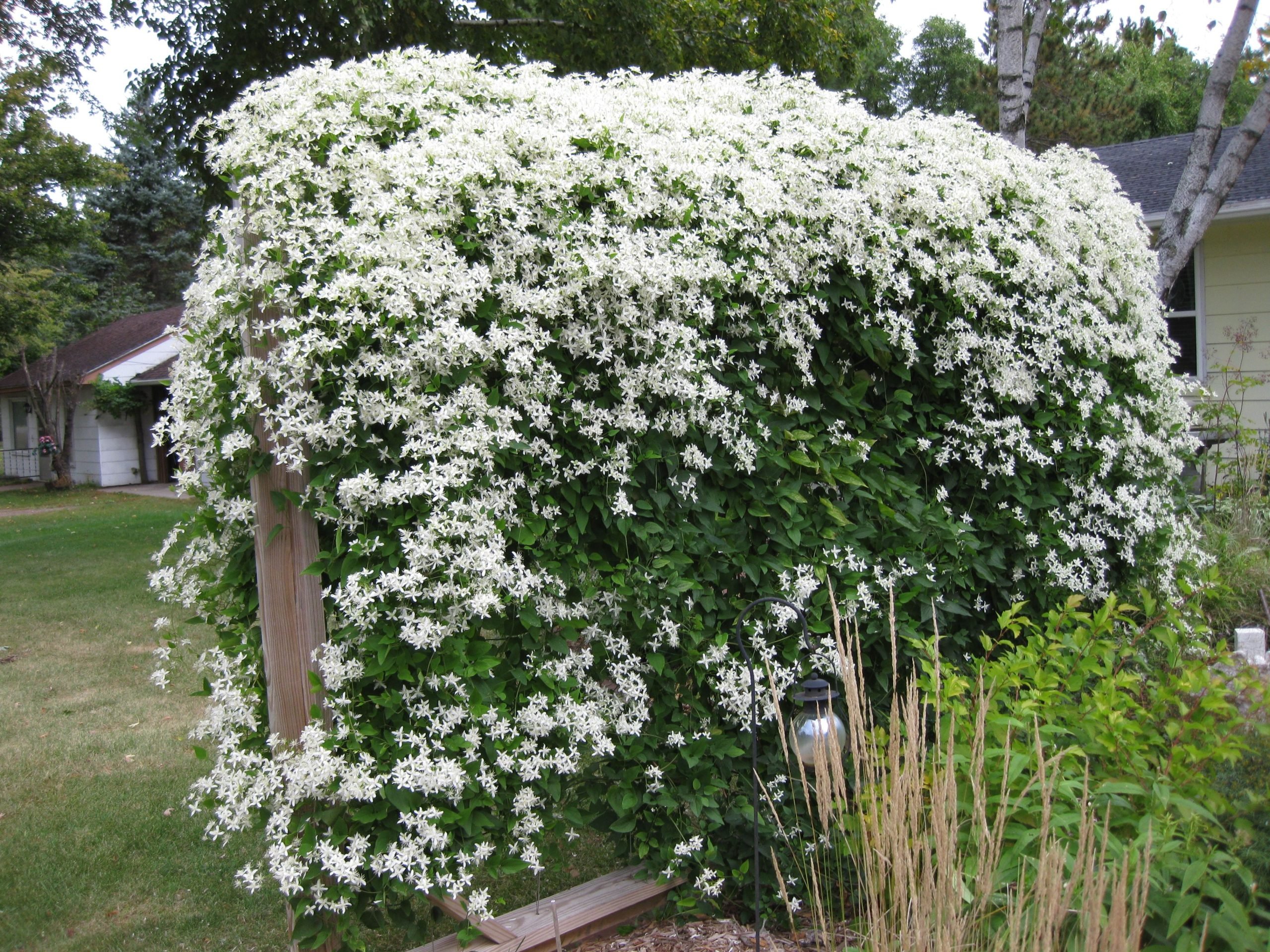 sweet Autumn Clematis (Clematis terniflora)