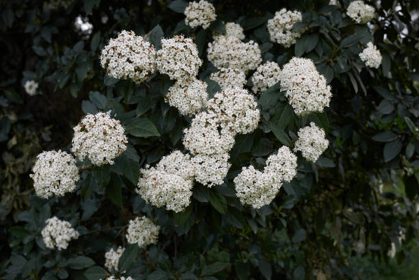 When To Prune Viburnum