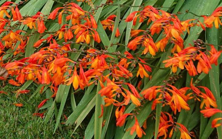 When to Plant Crocosmia Bulbs