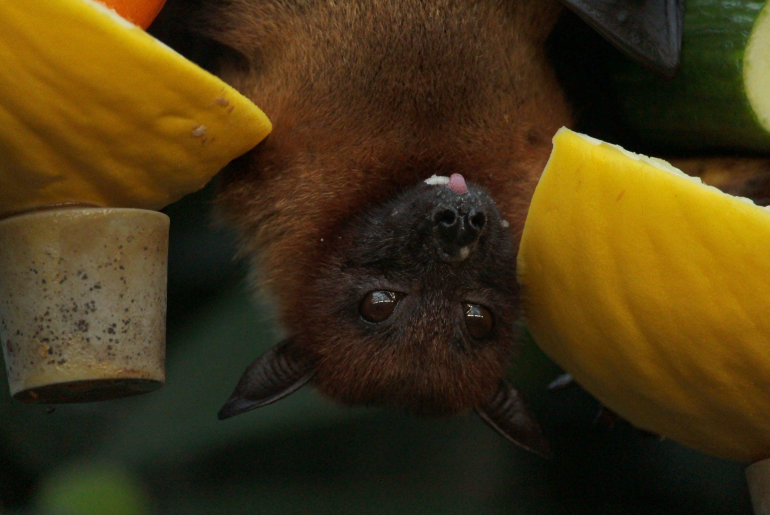 5 Easiest Ways to Get Rid of Bats from Your House