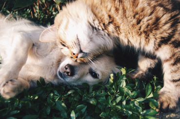 Ant-Proofing Your Pet's Food: Keeping Ants Away From Pet Bowls