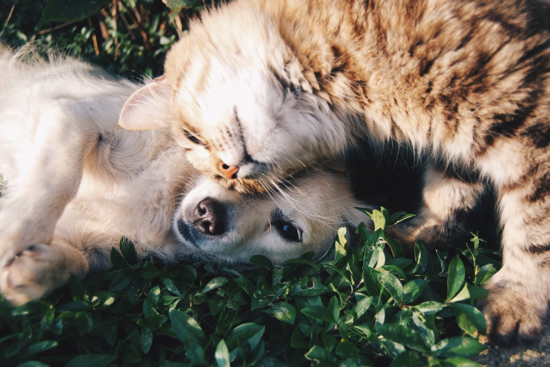 Ant-Proofing Your Pet's Food: Keeping Ants Away From Pet Bowls