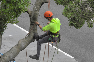 The Critical Role of Tree Surgeons in Promoting Tree Health