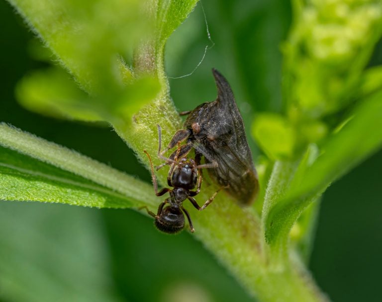 biological pest control methods