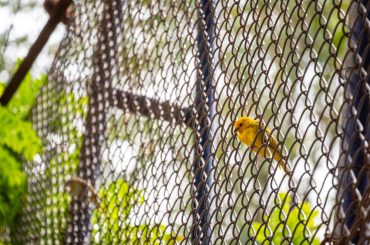DIY vs. Professional Installation: Which Is Best for Anti-Bird Netting in Essex?
