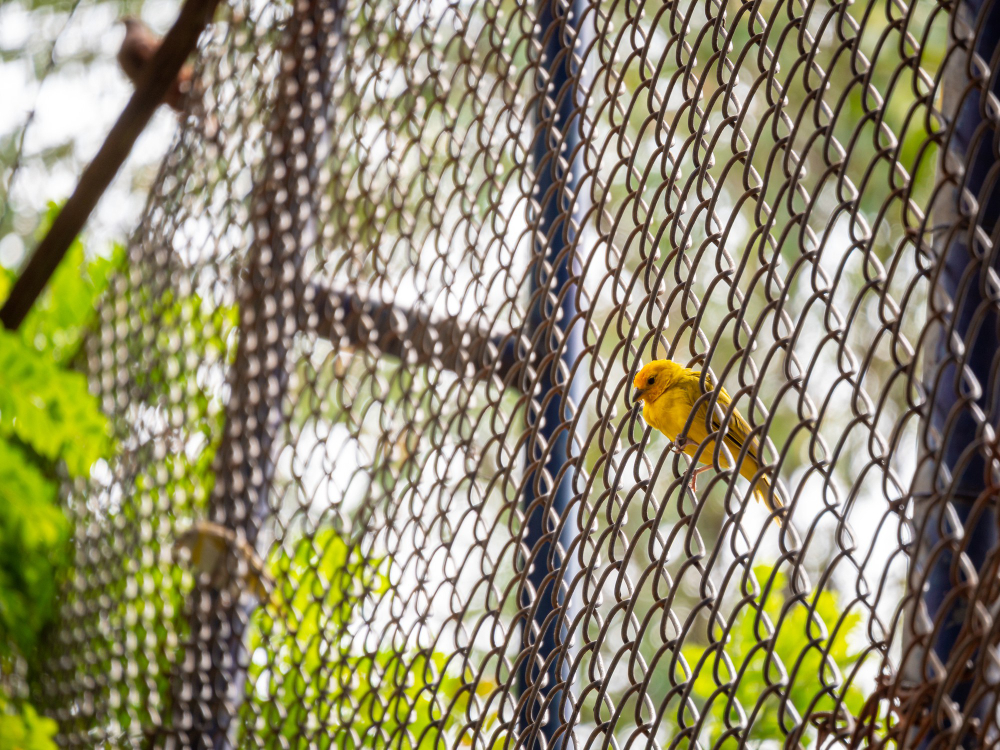 DIY vs. Professional Installation: Which Is Best for Anti-Bird Netting in Essex?