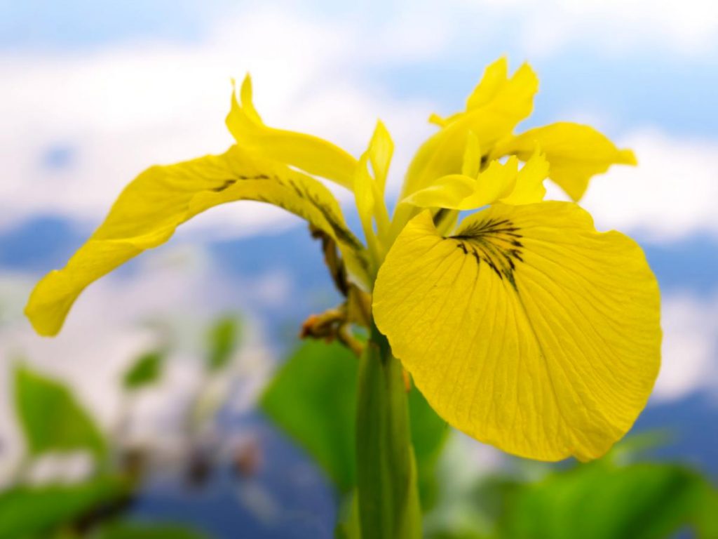 yellow-iris